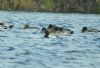 Scaup at Paglesham Lagoon (Steve Arlow) (68524 bytes)